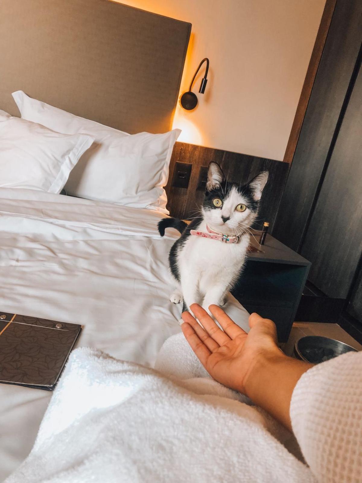 Royal Boutique Savassi Hotel Belo Horizonte Eksteriør bilde A cat at the hotel